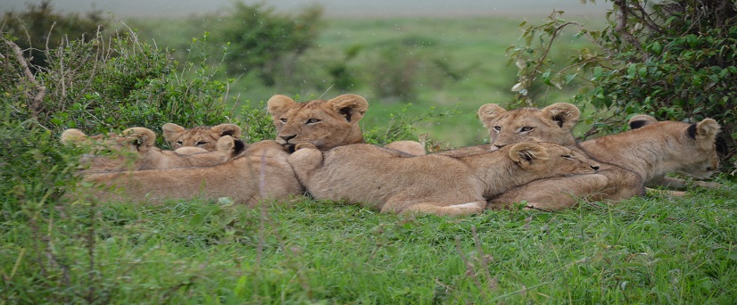 Best 7-day Tanzania Private Big 5 safari