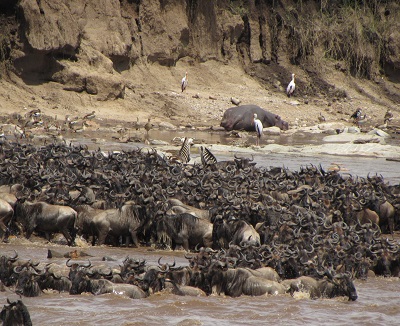 Best time for Serengeti Wildebeest Migration