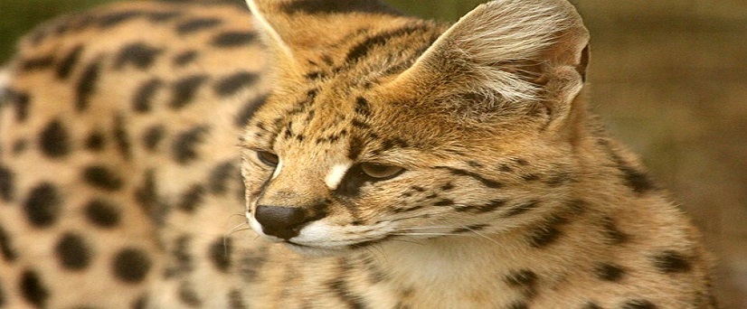 Serval Cat Tanzania Wildlife