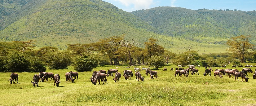 Best 4 days Tanzania lodge safari 2025, 2026, and 2027