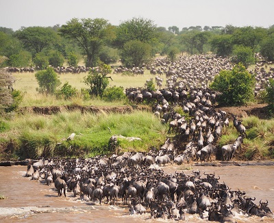 Serengeti National Park wildebeest migration safari attractions