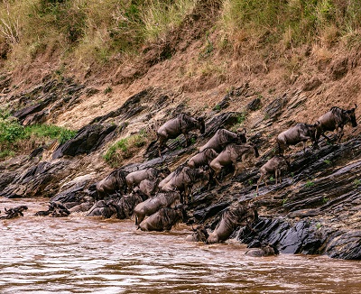 Serengeti Wildebeest Migration