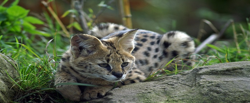 Serval Wildlife Safari