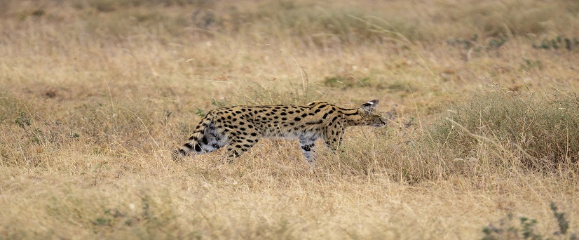 Serval Wildlife Safari