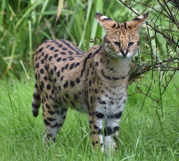 Tanzania Serval Wildlife safari