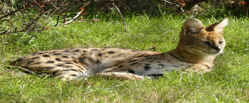 Serval Wildlife safari