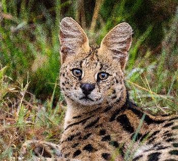 Tanzania Serval Wildlife safari