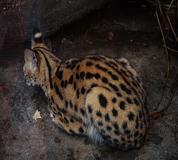 Tanzania Serval Wildlife safari