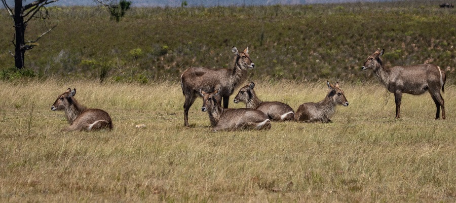 6 days Kenya safari from Nairobi to Lake Nakuru, Masai Mara game reserve, and Lake Naivasha  in 2024,2025 and 2026