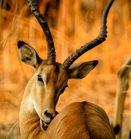 Arusha National Park Day Trip Safari from Moshi