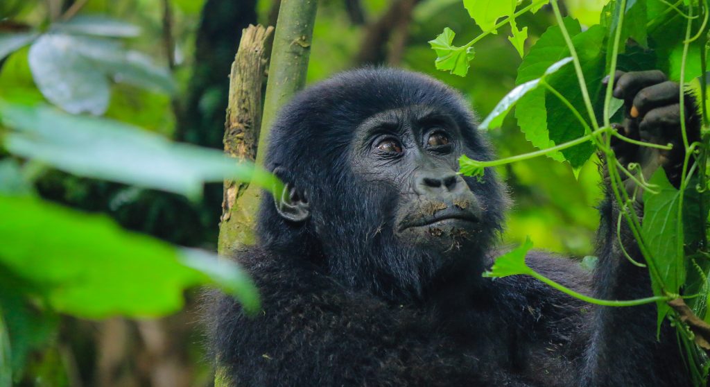 Gorilla Trekking in Rwanda