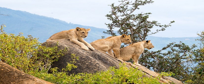 Tanzania Group Safari 2024/2025