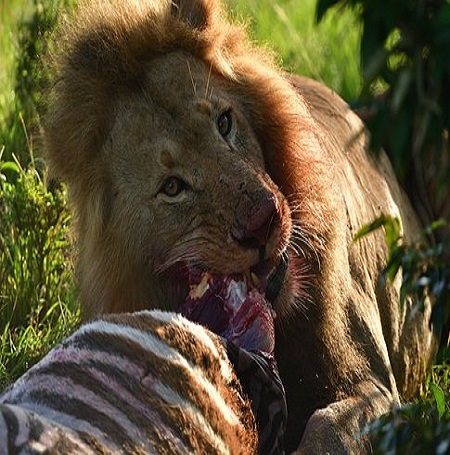 Masai Mara Safari