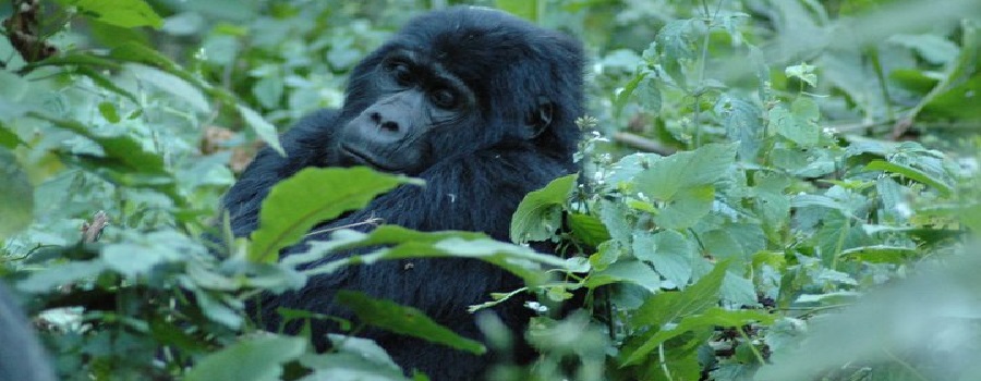 The most complete guide for Gorilla trekking and lake kivu tour 2024/2025