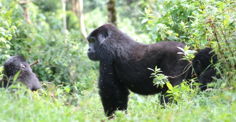 2-Day Gorilla Trekking Safari Time  Uganda 2025-2026: Everything You Need to Know!