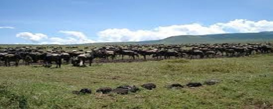 Tarangire National Park