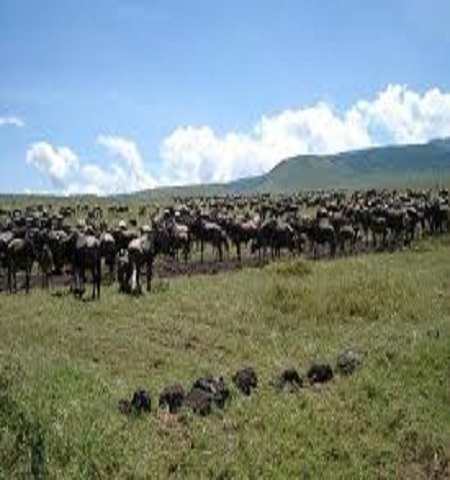 Tarangire National Park