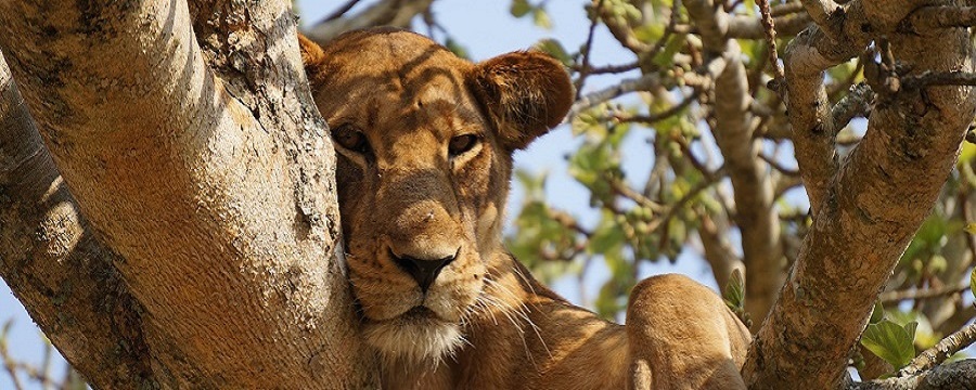 Tarangire National Park