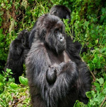 Best Rwanda Safari