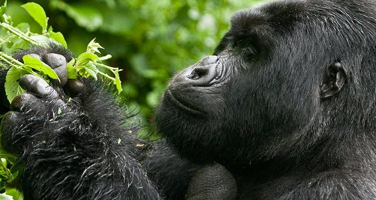 The most complete guide for gorilla trekking family tours 2025/2025