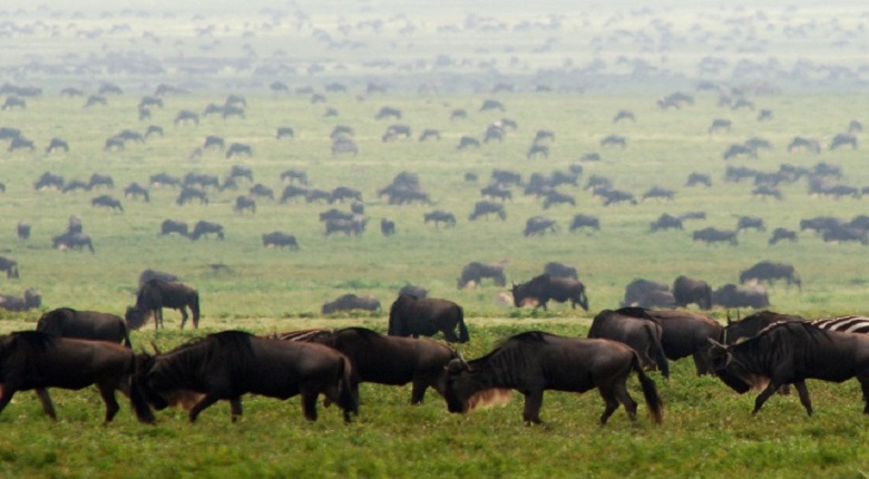 Serengeti Safari from Arusha: Wildlife Viewing Highlights