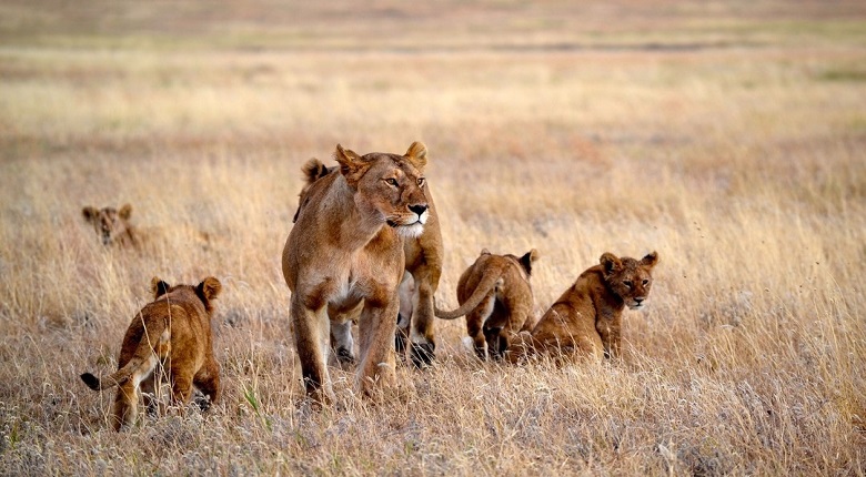 3 Days Serengeti Safari for 2025/2026