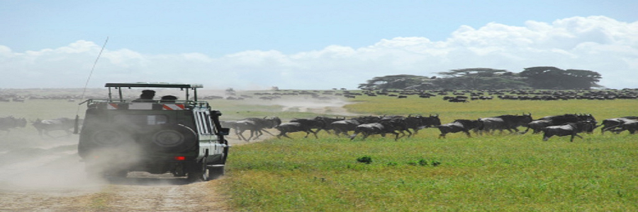 Best 3-Day Serengeti Group Joining Safari package Tanzania, Africa