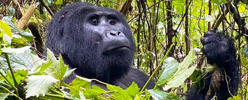 4-Day Gorilla Trekking Safari Time  Uganda 2024-2025: Everything You Need to Know!