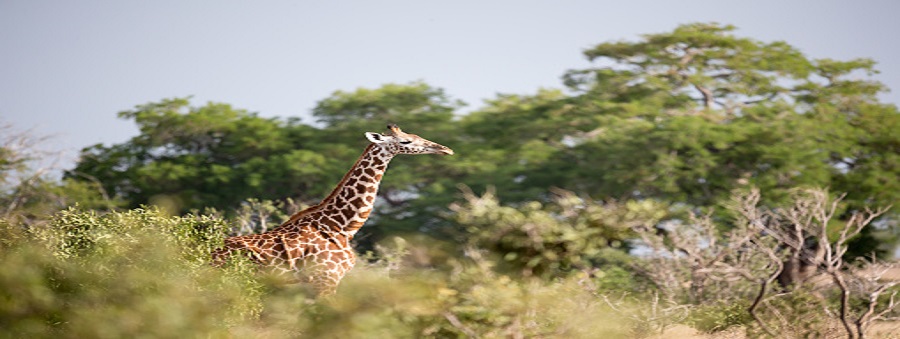 6 days Kenya Maasai mara group joining judget tours packages cost-africa Natural Tours,masai mara itinerary operators