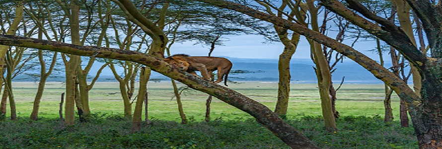 4 days Affordable Kenya Safari Packages tour price