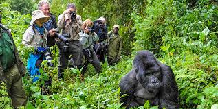 Best Rwanda Safari