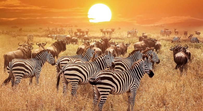 Serengeti Safari Tours from Arusha for 2025/2026