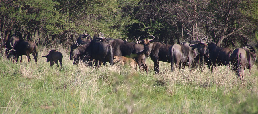 Explore the Best Masai Mara Group Safari Itineraries