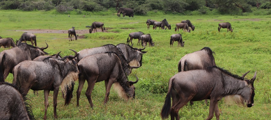 Top-best Serengeti Safari Tours, Packages, & Itineraries in 2025/2026 