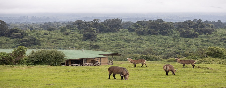 Kenya Safari Cost 2024-2025 