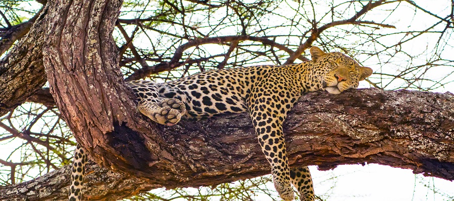 Best 6 days African safari tours