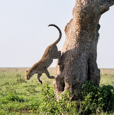 6 days Kenya safari from Nairobi to Lake Nakuru, Masai Mara game reserve, and Lake Naivasha  in 2024,2025 and 2026