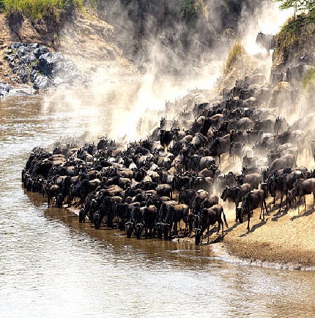 The best 6 days the Masai Mara wildebeest migration safari for 2024, 2025, and 2026