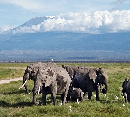 Best Amboseli Safari Tours, 2024-2025  in Kenya: Today’s Latest Updates and Everything You Need to Know!