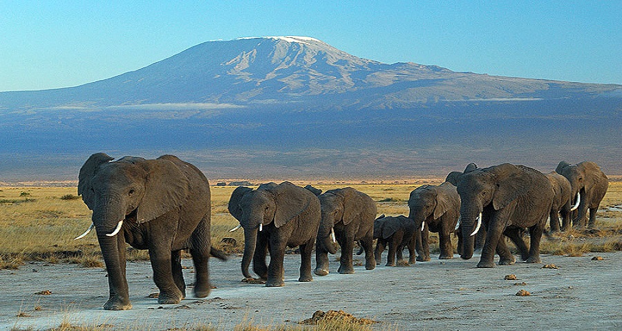 Best Amboseli Safari Tours, 2025-2026  in Kenya: Today’s Latest Updates and Everything You Need to Know!