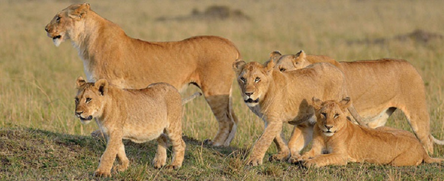 The best Masai Mara safari in Kenya for 2024, 2025, and 2026