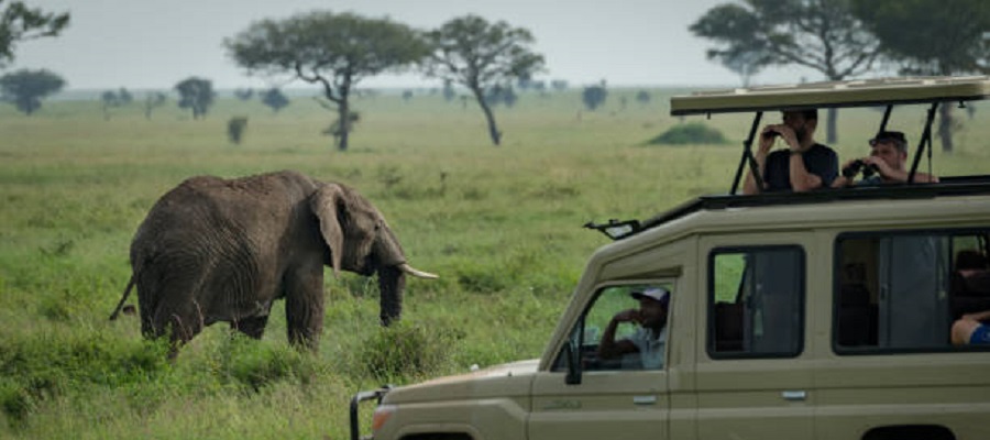 Discover Our Top Best African Safari Packages Destinations in Uganda 2024 /2025