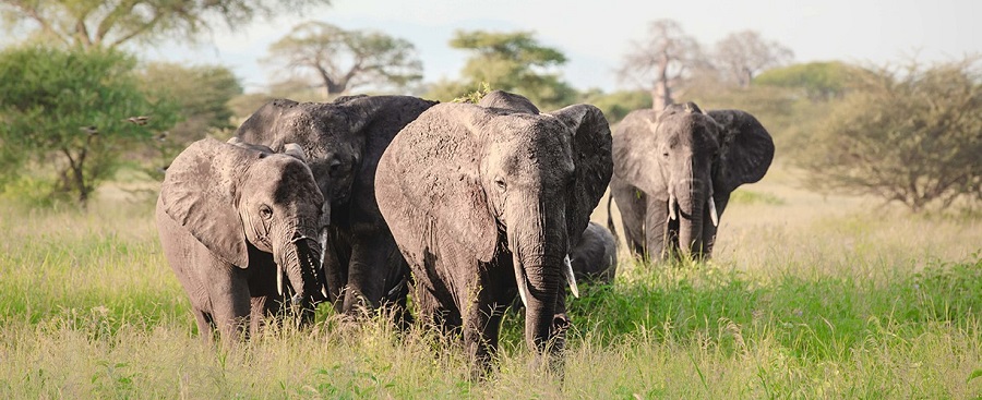 2 days Tanzania Safari tours to Ngorongoro crater & Lake Manyara National Park