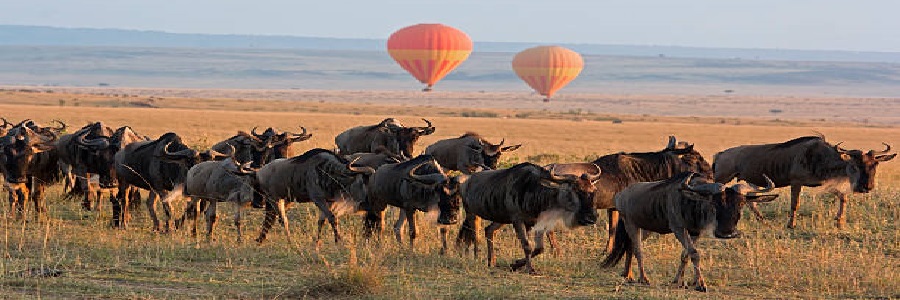 Discover Our best Great Serengeti Migration Safari in 2025/2026 