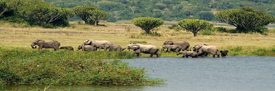 2 Days Queen Elizabeth safari from Kampala and Entebbe