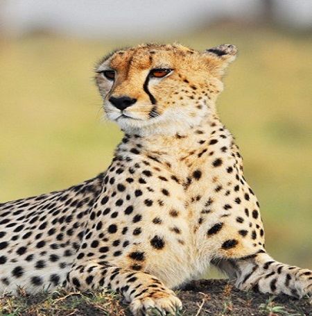 Tanzania Safari Packages 2024/2025