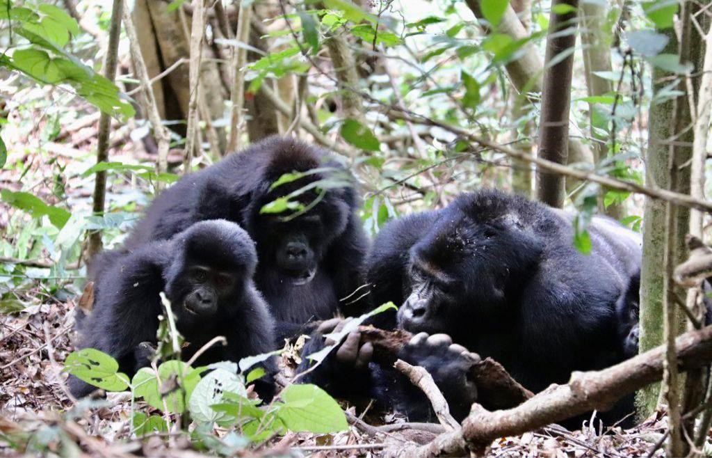 Gorilla Trekking Safari Time  Uganda 2025-2026: Everything You Need to Know!