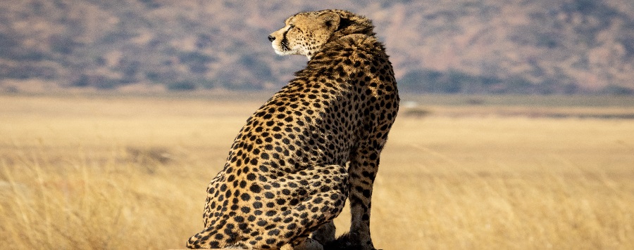 4-day Kenya safaris to Ngorongoro Cracter and  Serengeti (2nights)