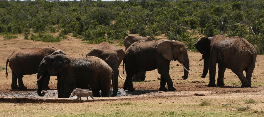 Best 6 days African safari tours