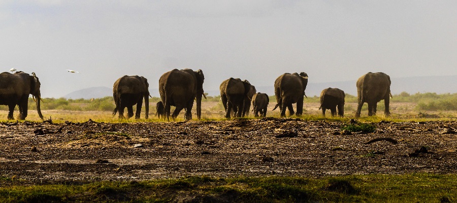 Tanzania Safari 